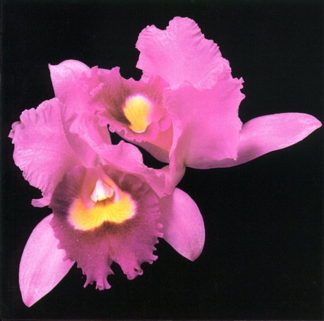 Cover of Orchid